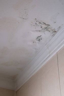 Tavanda ciddi küf ve küf sorunu var. Küf temizleme servisi. Yağmurdan etkilenmiş çatı.