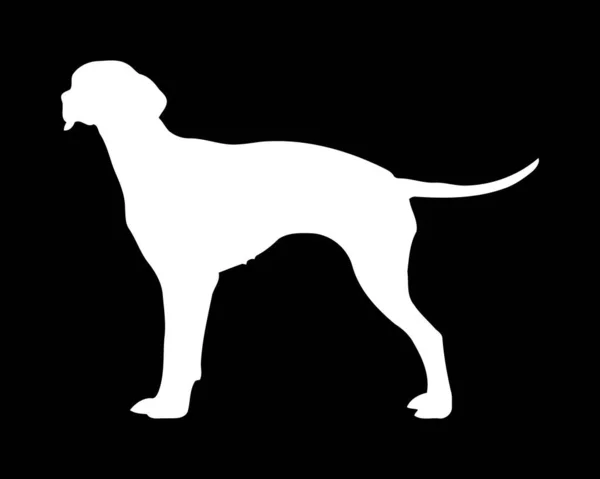 Braque Saint Germain Dog Vector Silhouette — Vetor de Stock