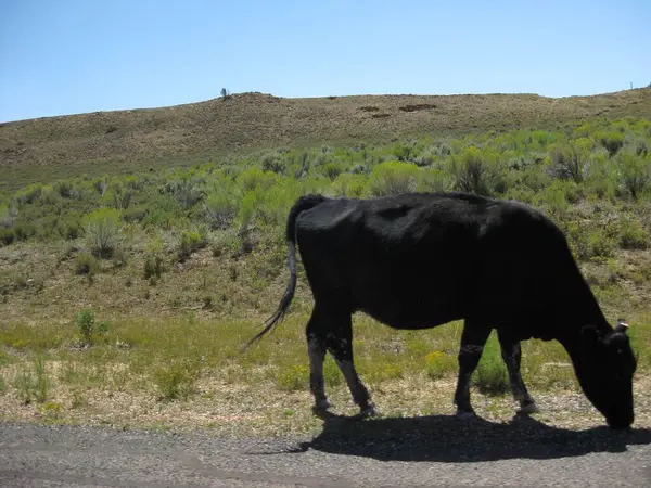 Black Cow Grazing Side Country Road Photo Haute Qualité — Photo