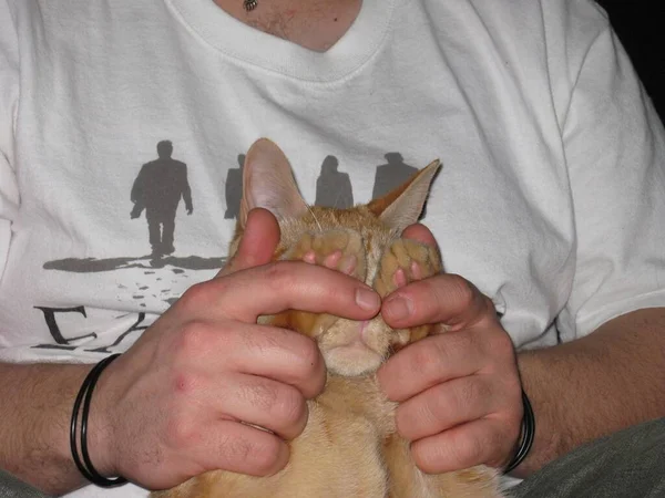 Peek Boo Kitty Orange Tabby Cat Face Paws Mans Hands — Foto de Stock
