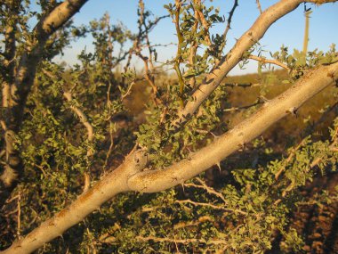 Dikenli Mesquite Ağacı Şubesi 