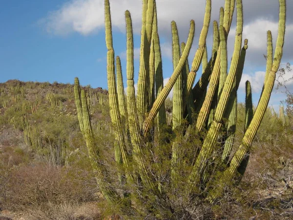 Schöne Orgelpfeifen Kaktus Landschaft Naturfoto Aufgenommen Orgelpfeifen Kaktus Nationaldenkmal — Stockfoto