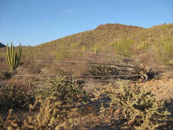 アリゾナ州ソノラ砂漠で転んだオルガンパイプサボテン オルガンパイプサボテン国立記念碑 — ストック写真