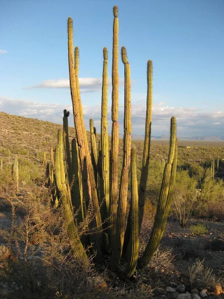 Orgelpfeifen Kaktus Nationaldenkmal Bei Sonnenuntergang Der Nähe Von Ajo Arizona — Stockfoto