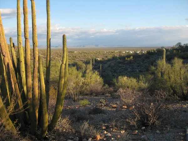 Εθνικό Μνημείο Organ Pipe Cactus Στο Sunset Κοντά Στο Ajo — Φωτογραφία Αρχείου