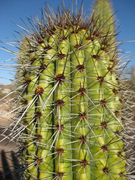 Nahaufnahme Von Organ Pipe Cactus Stacheln Und Rippen Aufgenommen Organ — Stockfoto