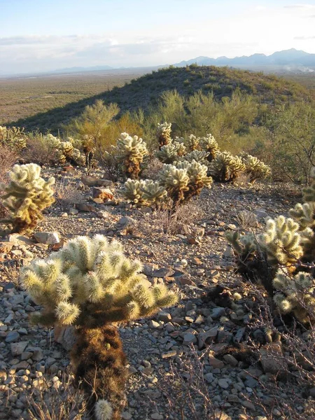 Ours Peluche Cholla Forest Sonoran Desert Arizona — Photo