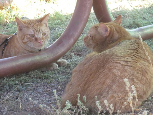 Two Orange Tabby Cats Outside Looking At Each Other under picnic table