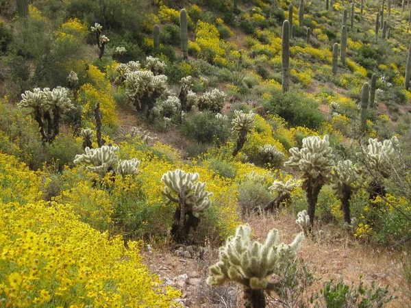 Ανθισμένα Φυτά Brittlebush Και Lush Cholla Απρίλιος Στην Αριζόνα Στα — Φωτογραφία Αρχείου