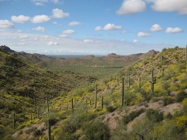 Όμορφη Θέα Της Ανθοφορίας Αγριολούλουδα Στα Βουνά Superstition Αριζόνα Υψηλής — Φωτογραφία Αρχείου