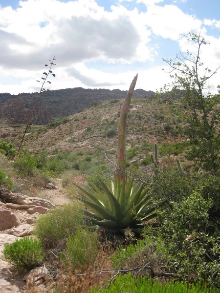 アリゾナ州で成長している脂肪アガベコウノトリ 砂漠植物 高品質の写真 — ストック写真