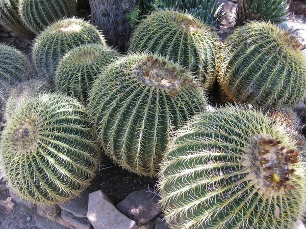 Golden Barrel Cacti Foto Aufgenommen Boyce Thompson Arboretum — Stockfoto