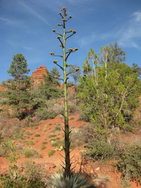 赤い岩の風景セドナアリゾナ州で成長した背の高い世紀の植物 高品質の写真 — ストック写真