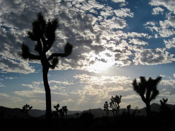 Joshua Tree Silhouettes Και Ήλιος Μέσα Από Σύννεφα Υψηλής Ποιότητας — Φωτογραφία Αρχείου
