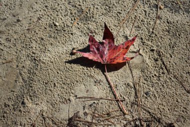 Kuzey Carolina 'daki patika boyunca Red Sweetgum Leaf, Neuse Eyalet Parkı' nın uçurumları. Yüksek kalite fotoğraf