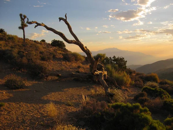 stock image Sunset at Joshua Tree National Park by San Andreas Fault . High quality photo