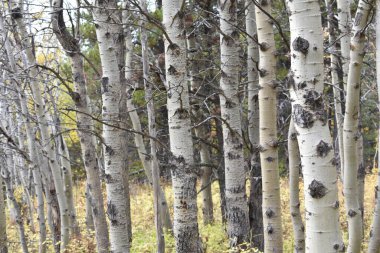 Sonbaharda Montana 'daki White Birch Ormanı' nda. Yüksek kalite fotoğraf