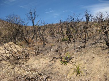 Arizona Çölündeki Yanık Bitkiler ve Ağaçlar Bölgesi. Yüksek kalite fotoğraf