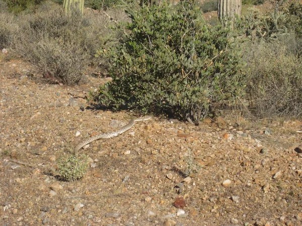 Stor Skallerorm Den Vilda Arizona Öknen Wildlife Högkvalitativt Foto — Stockfoto
