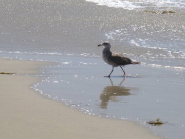 Sahilde Okyanusta Kuş Yürüyüşü. Yüksek kalite fotoğraf