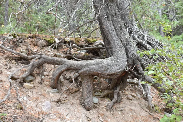 Tree Roots Showing Above the Ground in Forest. High quality photo