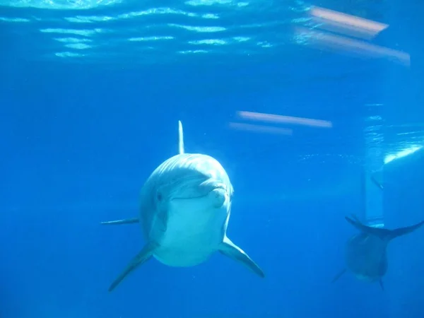 stock image Dolphins Swimming in Pool at Mirage Hotel Casino Exhibit, Siegfried and Roys Secret Garden and Dolphin Habitat. High quality photo