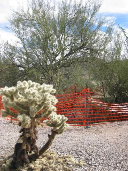 Cholla Cactus by Orange Construction Fence in Desert. High quality photo