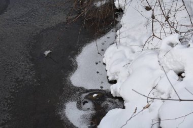Minnehaha Falls Park near Minneapolis, Minnesota. Skunk Tracks on Frozen River Ice in January 2023 . High quality photo