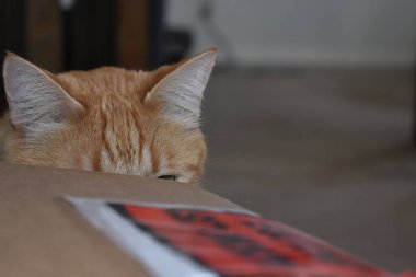 Orange Tabby Cat Hidden Behind Box. High quality photo