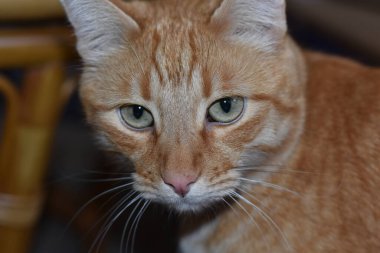 Yeşil Gözlü Turuncu Tekir, Yoğun Bakış. Yüksek kalite fotoğraf