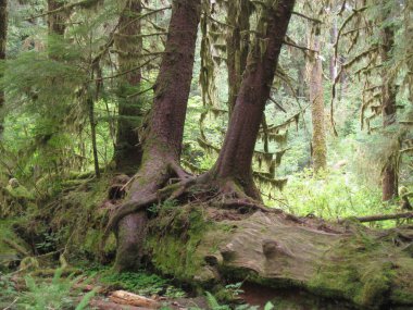Tree Roots Growing Intertwined with Each Other in the Hoh Rainforest, Olympic National Park. High quality photo