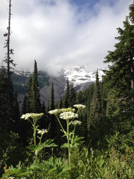Flores Silvestres Pastinaca Vaca Parque Nacional Mount Rainier Foto Alta — Fotografia de Stock