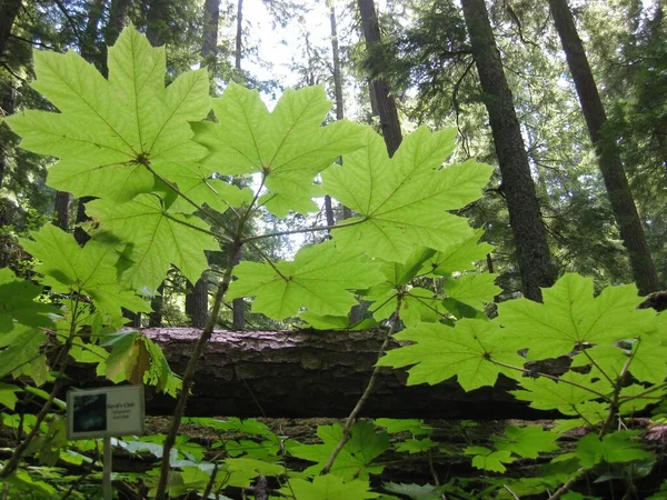 Enorme Big Leaf Maple Plants Estado Washington Eua Foto Alta — Fotografia de Stock