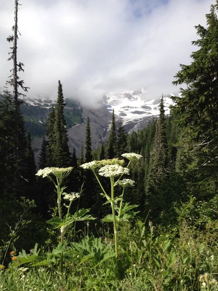 Koeienpastinaak Wilde Bloemen Groeien Mount Rainier National Park Hoge Kwaliteit — Stockfoto