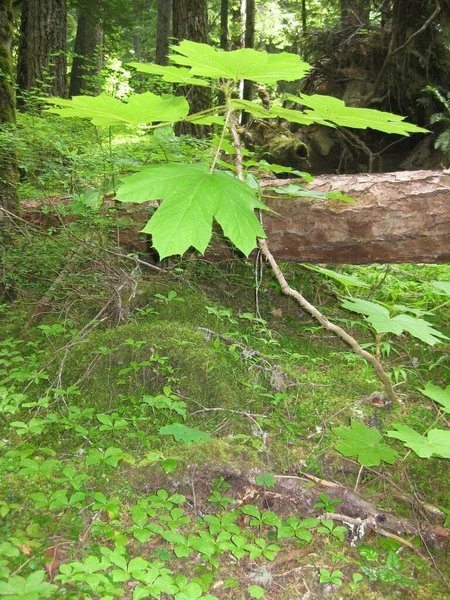 Enorme Big Leaf Maple Plant Low View Estado Washington Eua — Fotografia de Stock