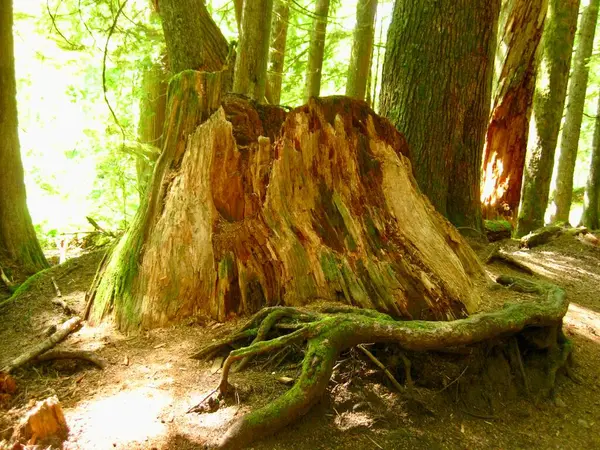 Tree Stump Sun Drenched Pacific Northwest Forest Desmatamento Estado Washington — Fotografia de Stock
