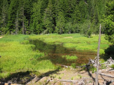 Rainier Dağı Ulusal Parkı 'ndaki Longmire Meadow' da su. Yüksek kalite fotoğraf