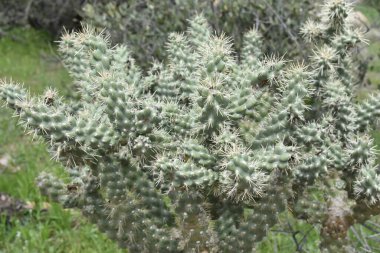 Yağmur sonrası Plump Cholla, Arizona Çöl Tesisi. Yüksek kalite fotoğraf