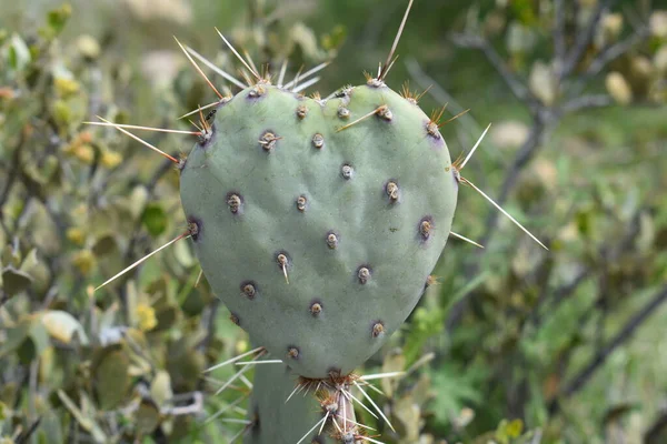 Pêra Espinhosa Forma Coração Cactus Pad Arizona Plant Foto Alta — Fotografia de Stock