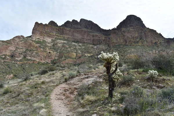 Wandelen Naar Picketpost Mountain Zonnige Dag Arizona Woestijn Hoge Kwaliteit — Stockfoto