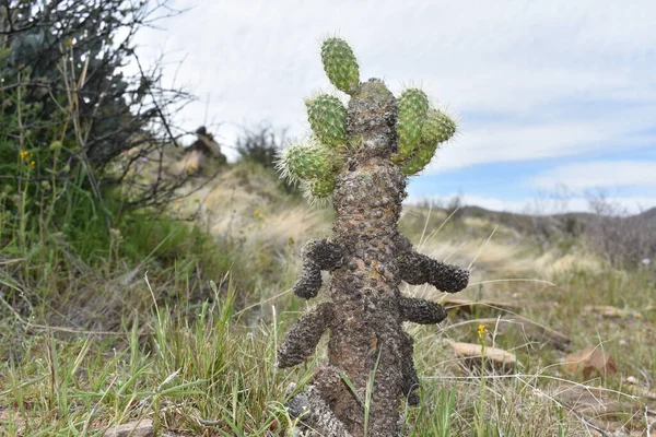 Niedliche Cholla Sieht Aus Wie Ein Baum Arizona Wüstenpflanze Hochwertiges — Stockfoto