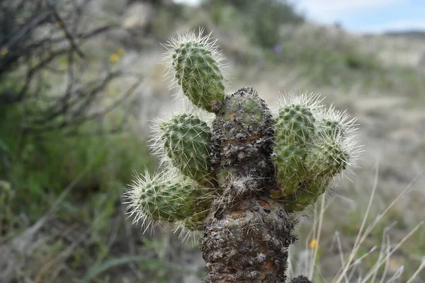 Cute Cholla Sieht Aus Wie Ein Baum Close Arizona Desert — Stockfoto