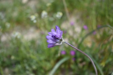 Desert Hyacinth, Commonly Known as Blue Dicks, in Arizona. High quality photo