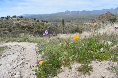 Picketpost Patikası 'ndan kır çiçekleri ve Batıl inanç dağları. Yüksek kalite fotoğraf