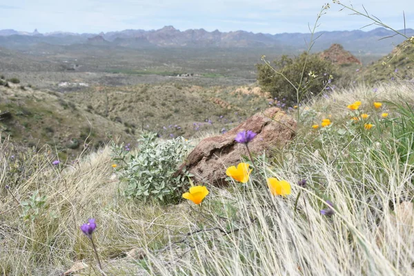 Wildflowers Foreground Βουνά Προληπτικής Από Picketpost Trail Υψηλής Ποιότητας Φωτογραφία — Φωτογραφία Αρχείου