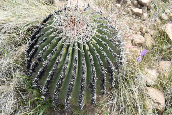 Barrel Cactus Der Wüste Von Arizona Hochwertiges Foto — Stockfoto