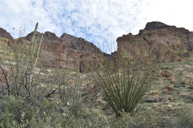 Picketpost Dağı 'nda yürüyüş, Arizona Çölü' nde güneşli bir gün. Yüksek kalite fotoğraf