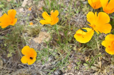 Arizona 'da Poppy Flowers' ı keşfeden Yeşil Kabarcık Böcekleri. Yüksek kalite fotoğraf