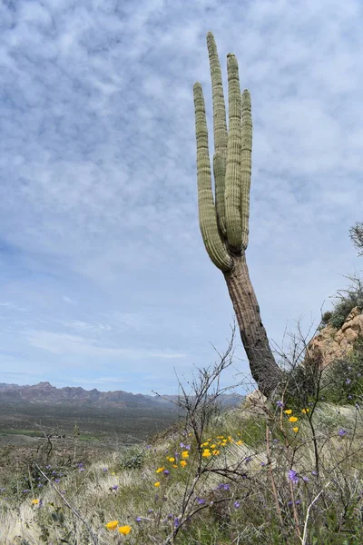 ピケットポスト山の側面に成長するサガロアリゾナ砂漠の風景 高品質の写真 — ストック写真
