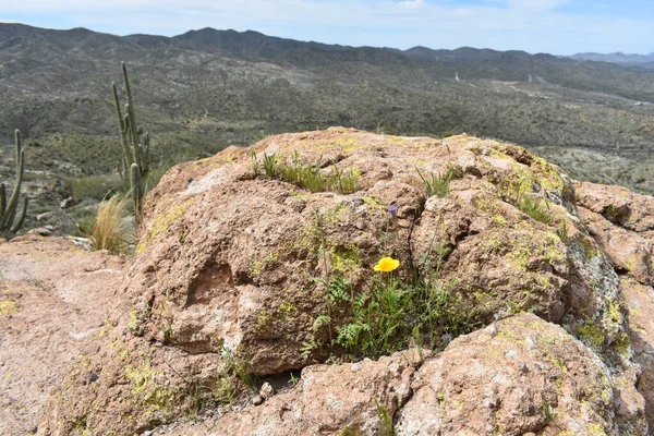 アリゾナ州の春 岩から成長する野生の花や草 高品質の写真 — ストック写真